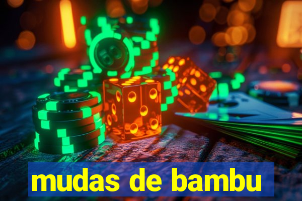 mudas de bambu