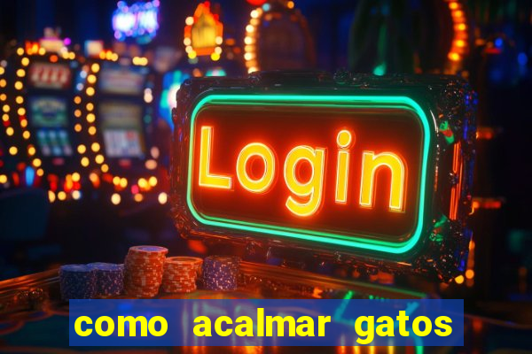 como acalmar gatos agitados a noite