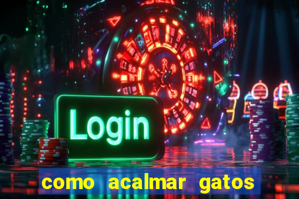 como acalmar gatos agitados a noite