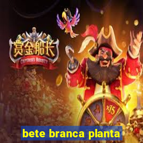 bete branca planta