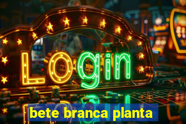 bete branca planta