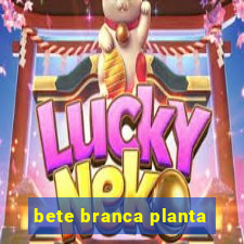 bete branca planta