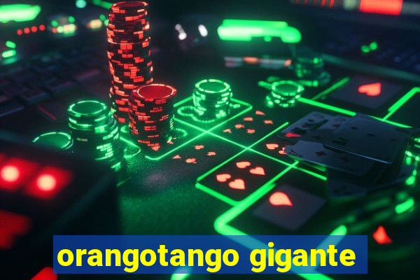 orangotango gigante