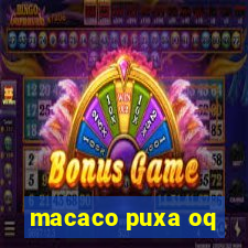 macaco puxa oq