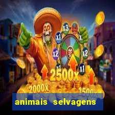 animais selvagens fotos e nomes