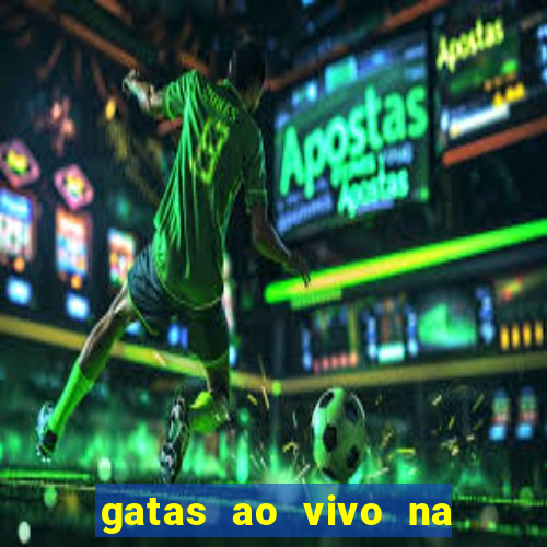 gatas ao vivo na web cam
